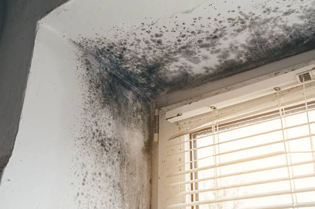 Affordable Crawl Space Mold Removal solutions in Winterville, GA